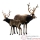 Animaux de la For�t
