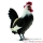 Animaux de Basse Cours