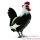 Animaux de Basse Cours
