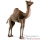 Animaux du d�sert