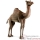 Animaux du d�sert