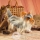 Marionnette Peluche Chien