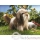 Divers Marionnette Animaux