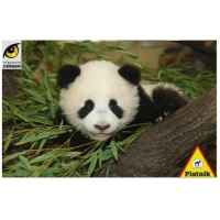 Bebe panda, zoologique schonbrunn a vienne Piatnik-jeux 556869